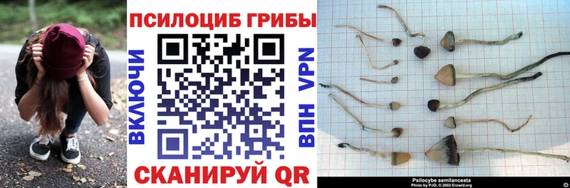 Псилоцибиновые грибы Psilocybine cubensis  Воскресенск 